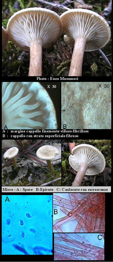 Clitocybe costata       Khner & Romagnesi